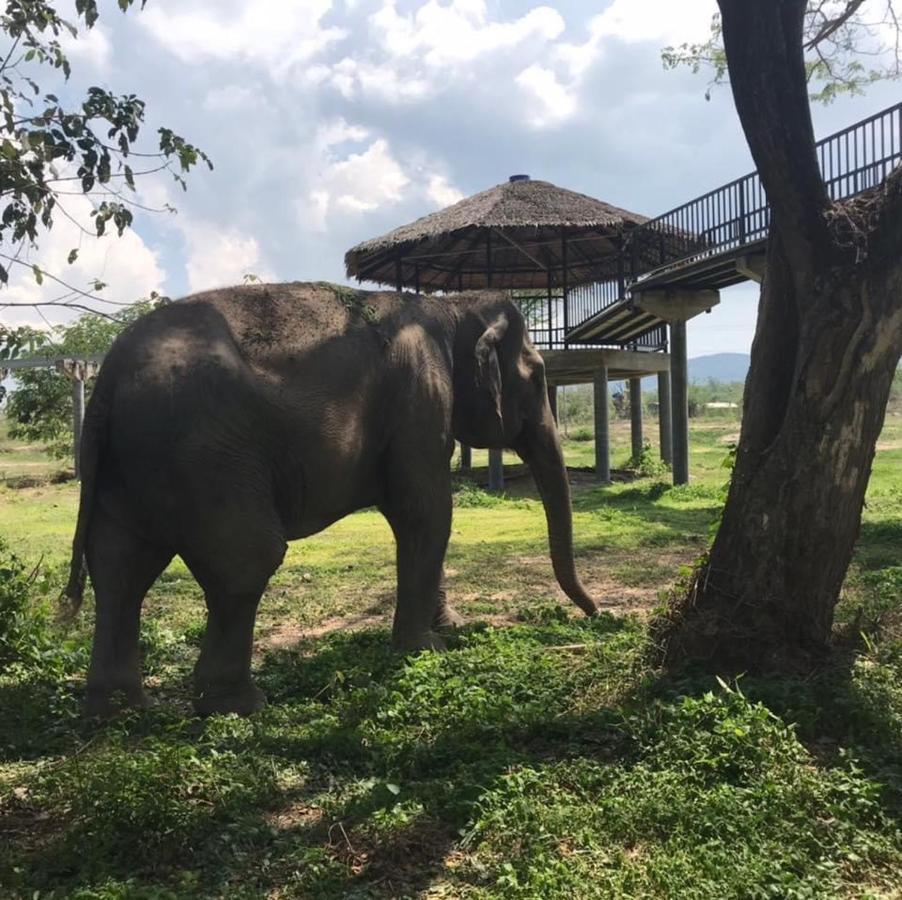 Elephant View Camp Ban Huai Thawai Kültér fotó